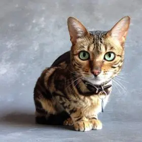 Lilly Browar, Bengal Cat photo by NYC Dance project