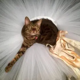 Pizzie in a tutu, ballerina bengal kitty