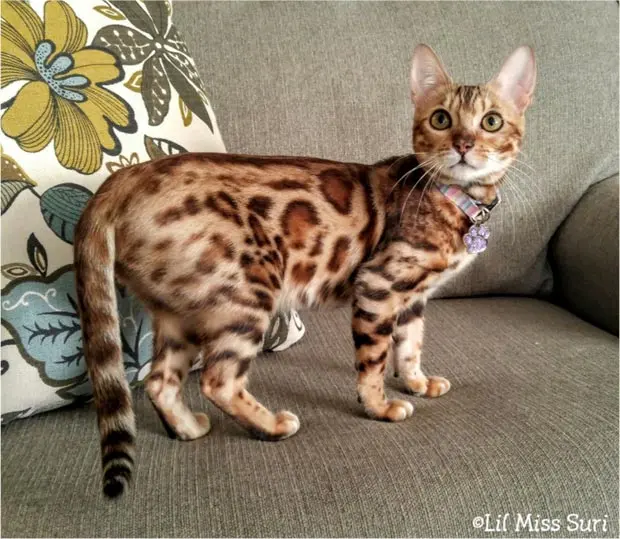 Brown spotted/rosetted bengal cat