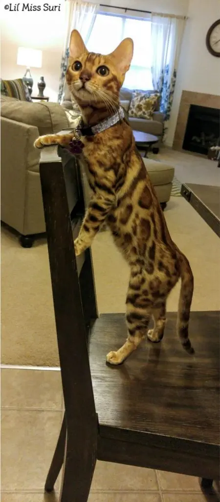 Bengal kitten standing on chair