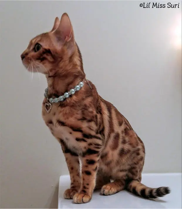 Bengal standing with necklace