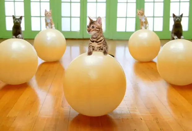 Simba The Bengal Cat Doing Fitness
