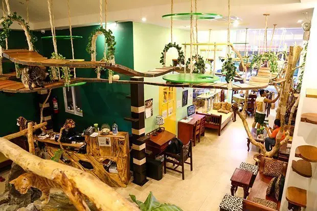 Bengal Brew  Cat  Cafe  For Cuddling Bengal Cats 