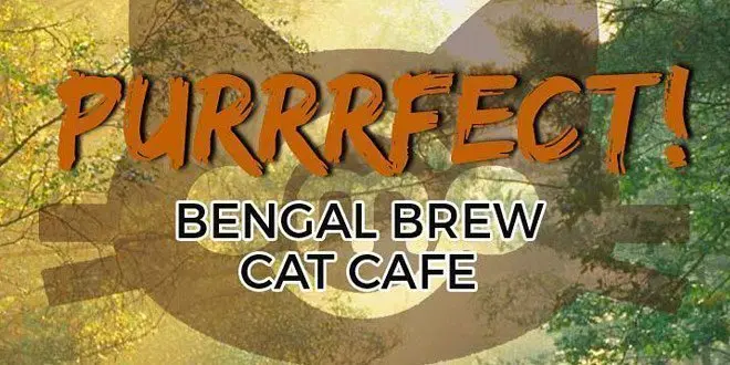 Bengal Brew Cat Cafe