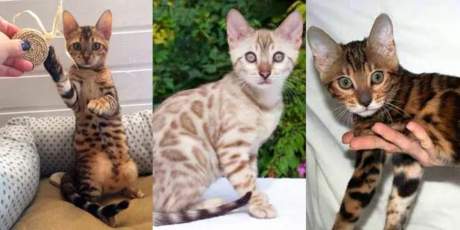 USFW: Recognize The Bengal Breed As Domestic Cats!
