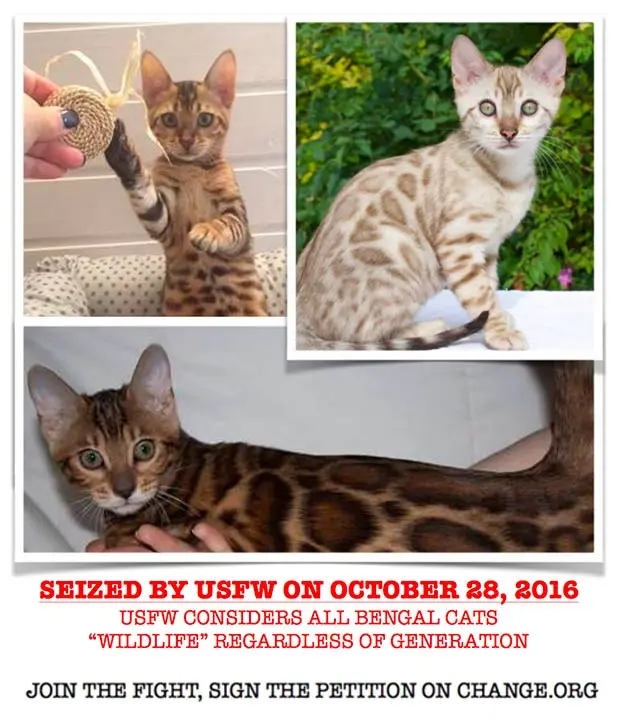 Bengal Cats seized by USFW