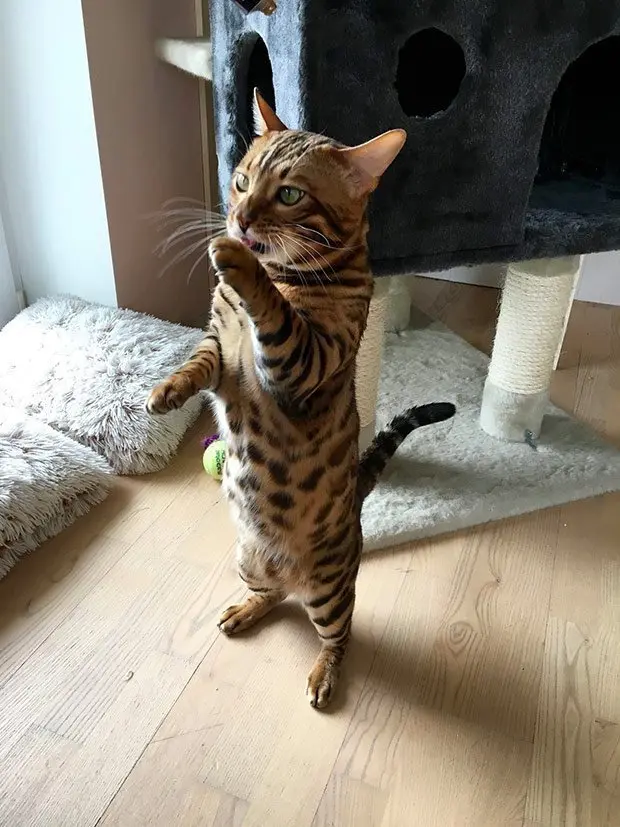Bengal cat standing on hind legs
