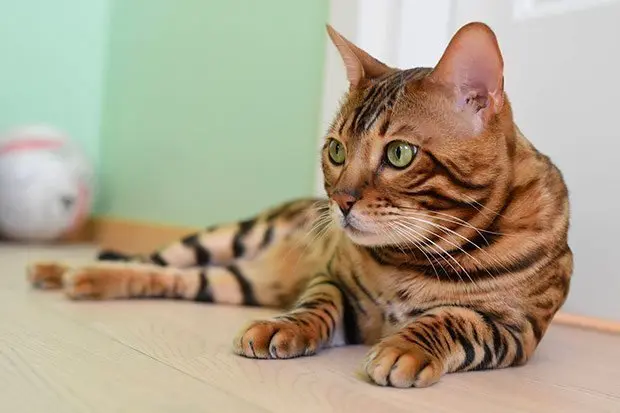Mystic the Bengal posing for the camera