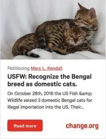 Petition: Recognize the Bengal breed as domestic cats