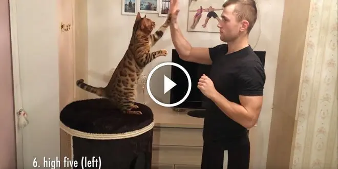 35 Amazing Cat Tricks by Mystic The Bengal