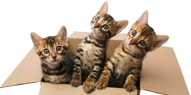 brown bengal kitten