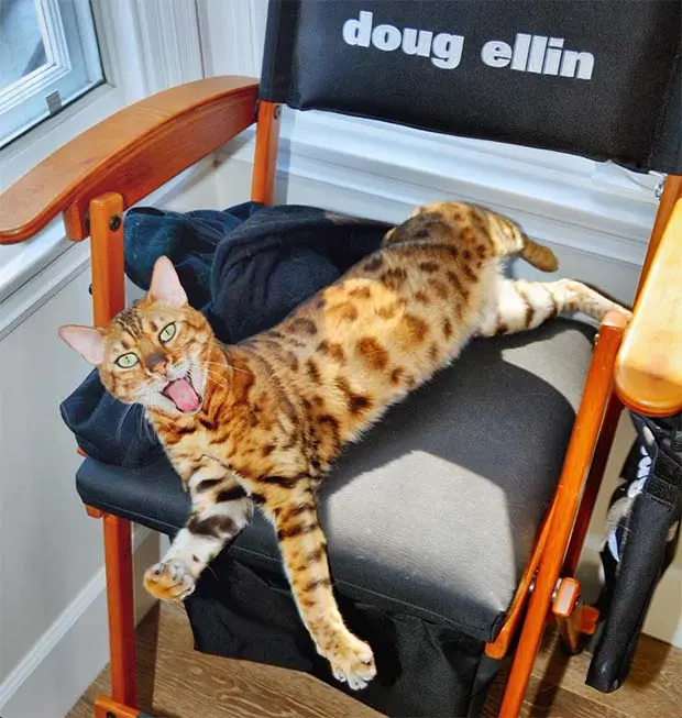 Bengal cat Tex on Doug Ellin's movie set chair