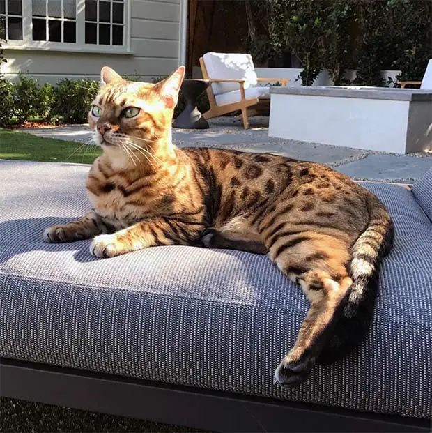 Tex the Bengal chilling outside in Doug Ellin's backyard