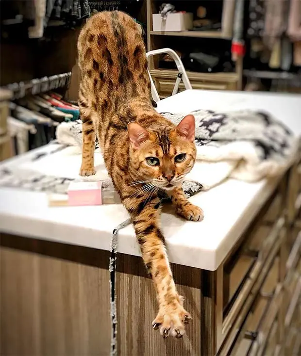 Doug Ellin's Bengal stretching on the kitchen countertop