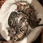 Stefano Gabbana Bengal kittens being incredibly adorable