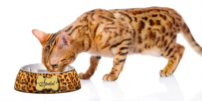 Leopard Print Cat Products