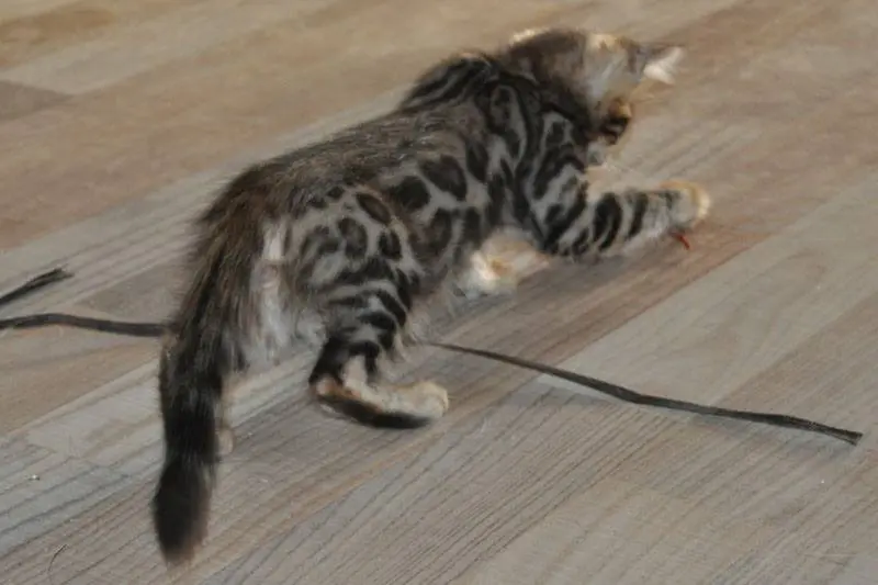 Bengal Cat Breeders Germany