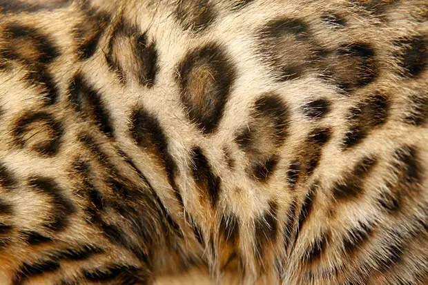 Bengal cat fur coat