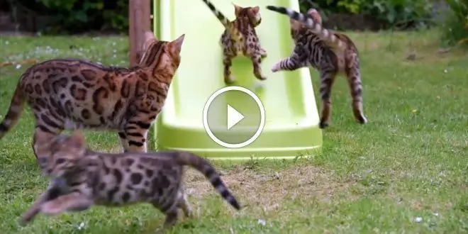 Bengal Kittens On A Slide Video