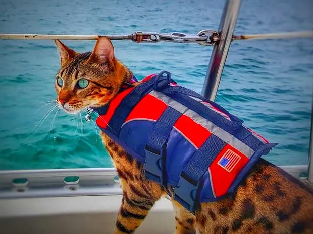 Bengal cat at sea wearing a life jacket for cats