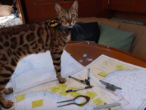 captain cooper bengal cat sailing 03