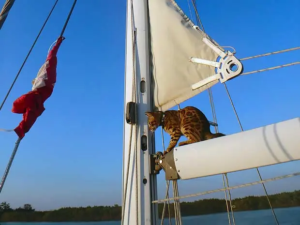captain cooper bengal cat sailing 05