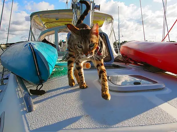 captain cooper bengal cat sailing 09