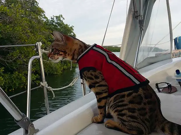 captain cooper bengal cat sailing 10