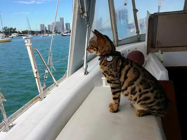 Cooper enjoying the view on the sailboat
