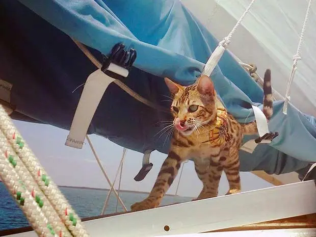 Bengal cat on a sailboat