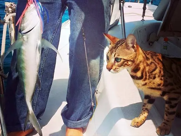Bengal kitty Cooper eying freshly caught fish on boat