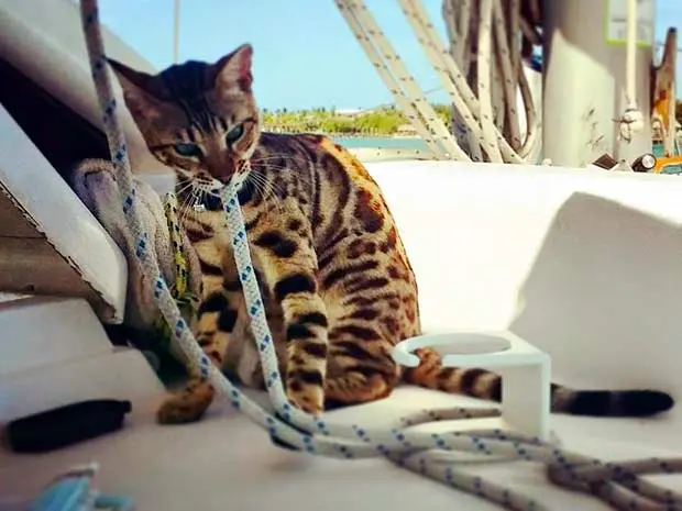 Cooper Playing With Cords On Boat