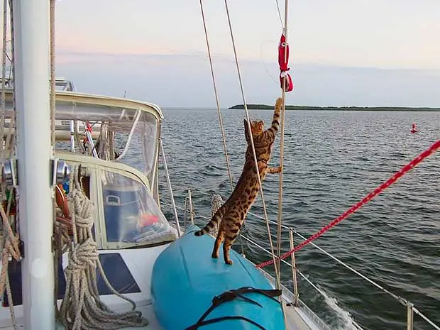 captain cooper bengal cat sailing 20