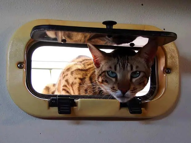 Cooper Bengal cat peeking
