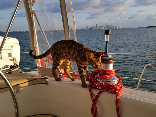 Cooper the Bengal at sea