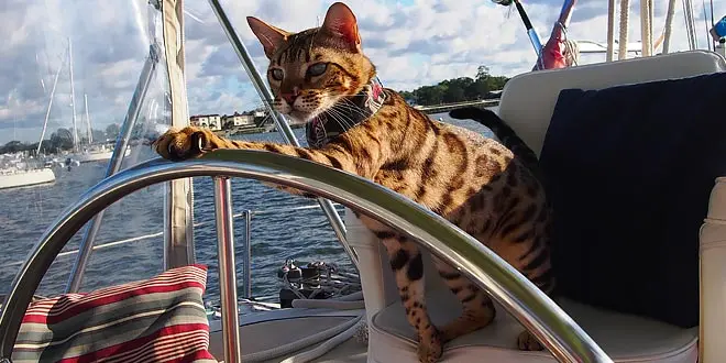 Captain Cooper The Sailor Bengal Cat