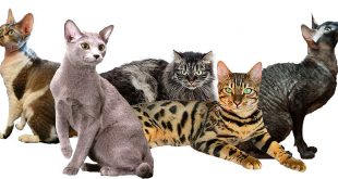 Chats Hypoallergeniques Choix Du Chat Et Conseils Pour Les Personnes Allergiques Bengalcats Co