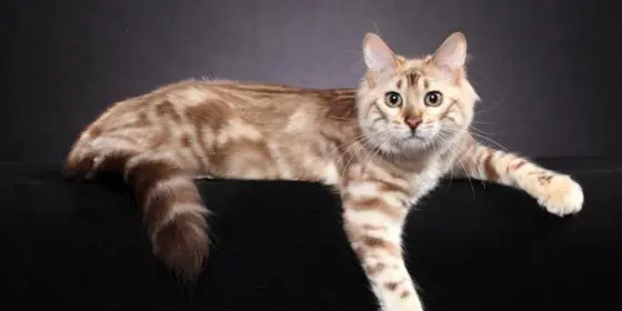 Long Haired Bengal Cat (Cashmere): Information & Overview