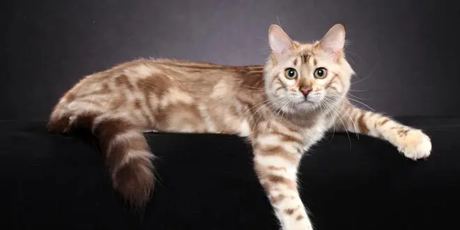Cashmere long haired seal minx marbled Bengal