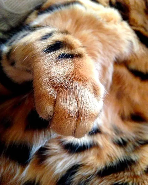 Thor Bengal Cat Paw