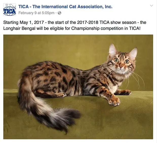Longhair Bengal eligible for Championship competition in TICA