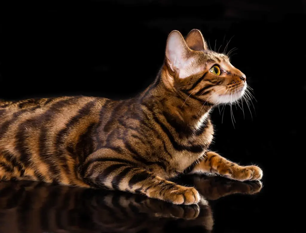 Spotted and Marbled Bengal cat colors