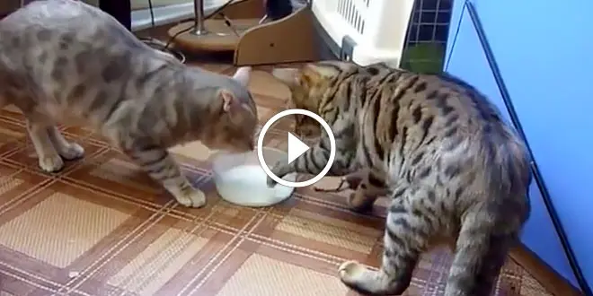 Two Cats One Bowl Of Milk