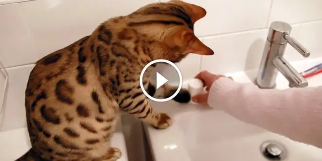 Bengal Cat Knocking Things Over