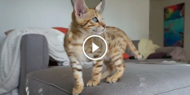 Playful Bengal Kitten Video