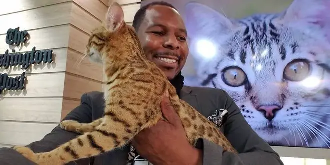 Westminster Cat Show Anthony Hutcherson With Bengal Cat