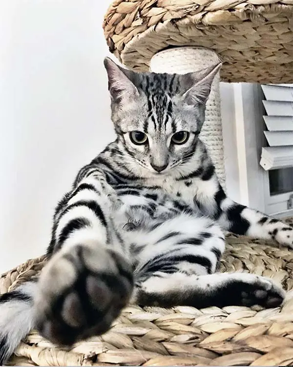 Silver Bengal cat