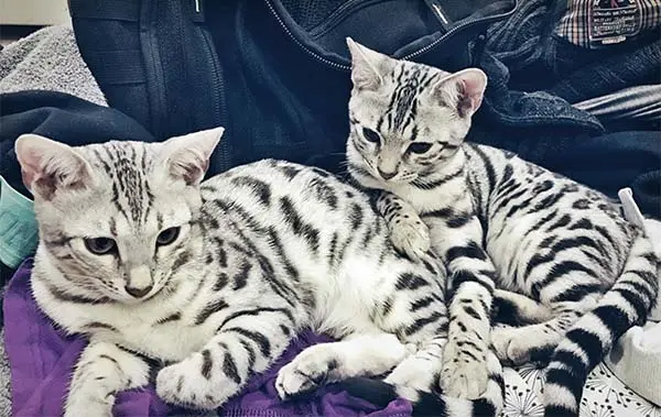 Silver Bengal cats Lady Lyra and Serafina