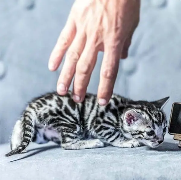 silver bengal kitten