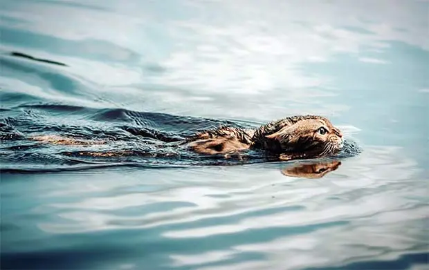 Bengal cat swimming in lake